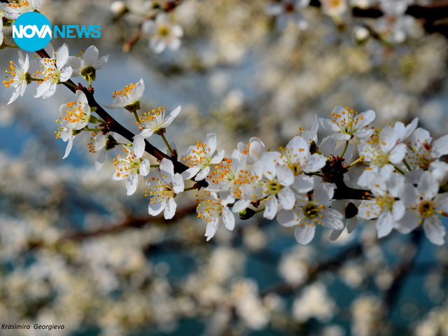 Нежно ухание