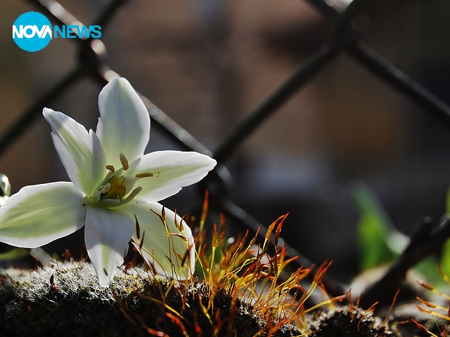 Пролетта е навсякъде