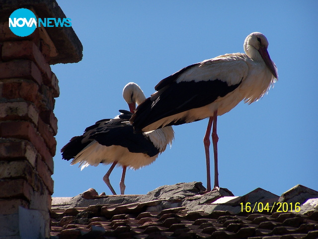 На кафе със семейство щъркели