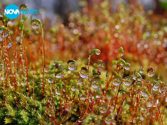 Капчици роса