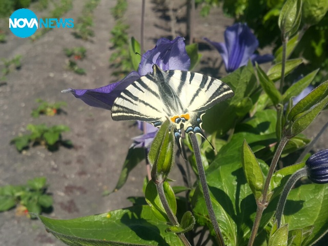 Пролет в с. Здравец (Хасково)