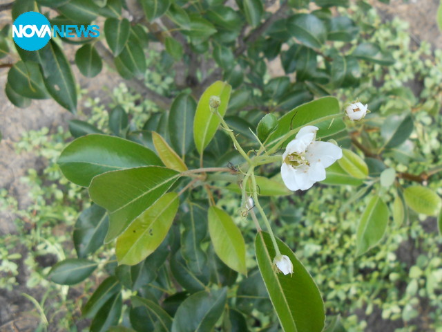 Цъфналите круши на 27.07.2014 г.
