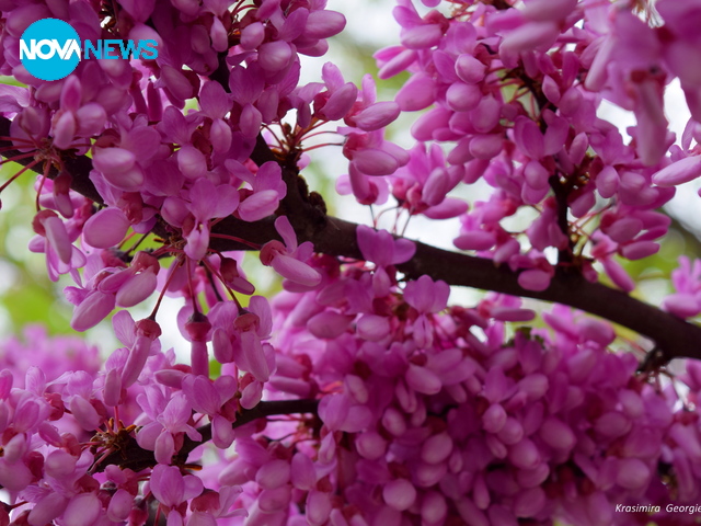 Пролет в розово