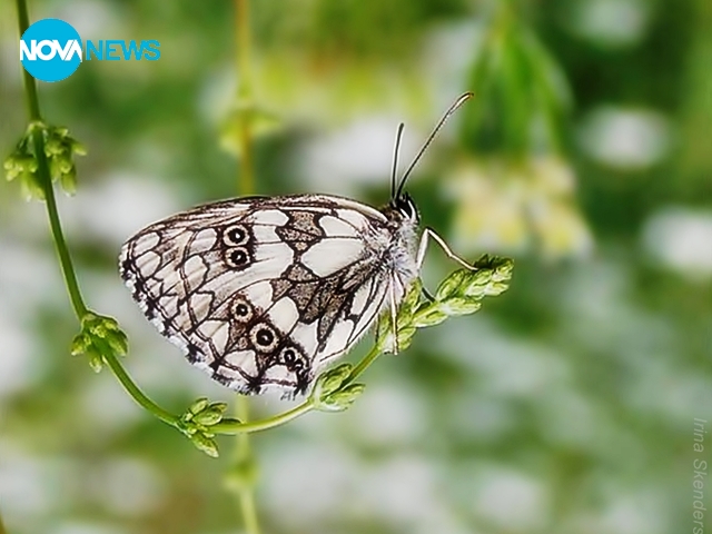 Пролетните пеперудки