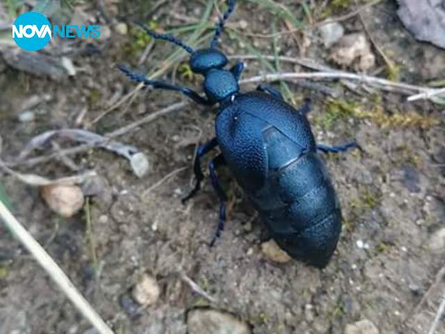 Пролет през февруари