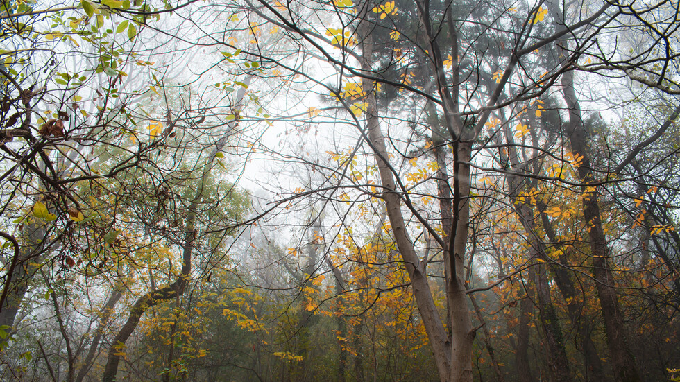 Мъгливо от Враца