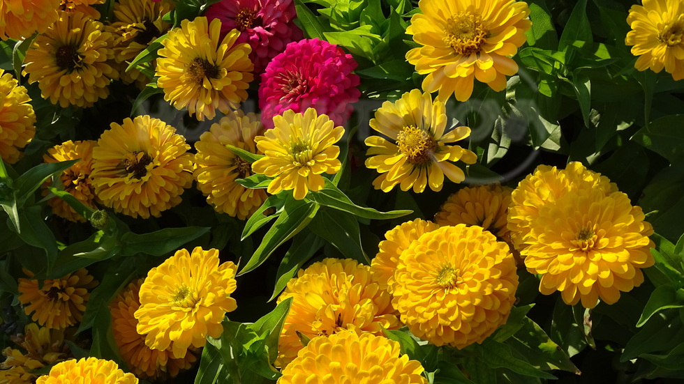 Горещи цветове на лятото