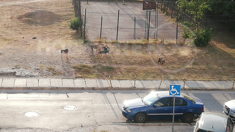 Бездомни кучета до училище
