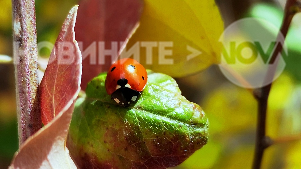 Природа