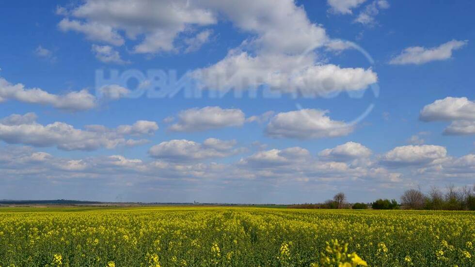 Пролет в жълто!