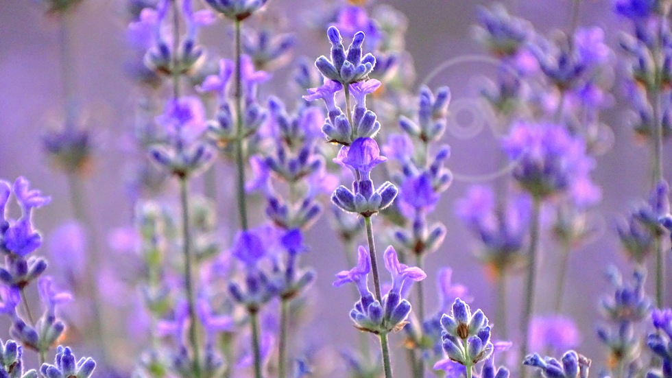 Лавандулово време