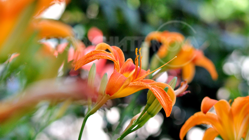 Лятна красота