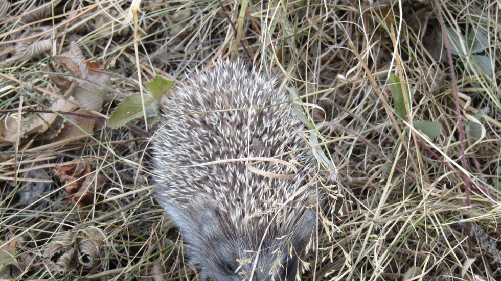 Ежко бежко на язовир "Копринка"