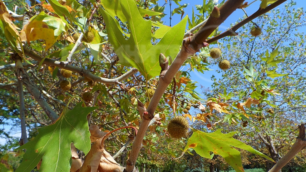 Септември е