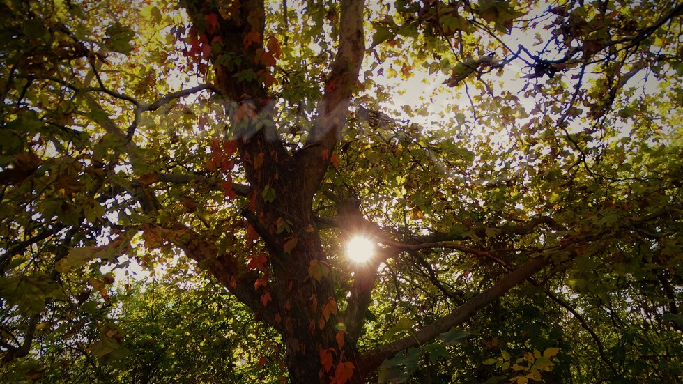 Слънце в клоните!