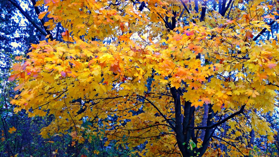 Листопадно време