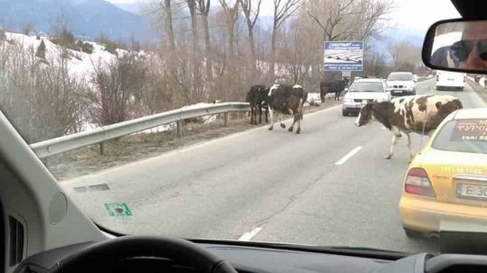 Крави на главен път в Банско