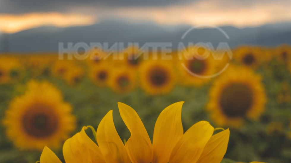 Слънчогледов залез