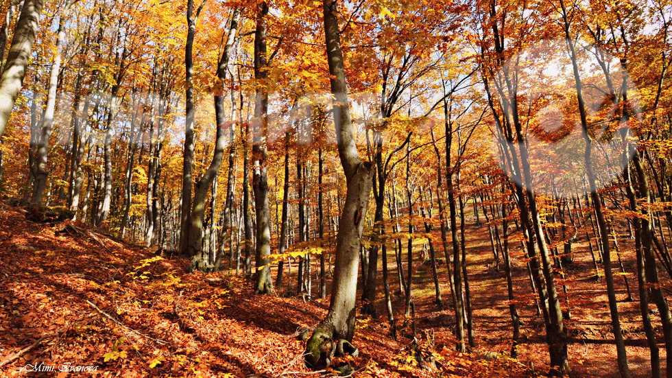 В златната есенна гора