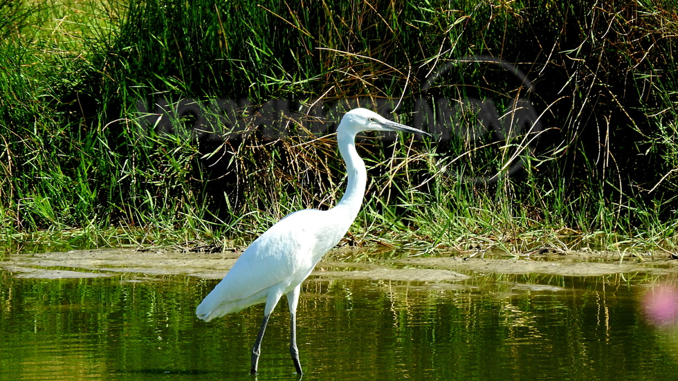 Красива бяла чапла!