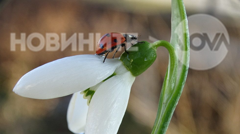 Пролетно настроение