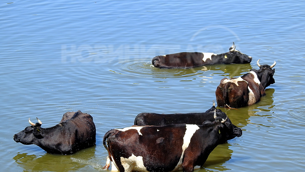 Спасение от жегата!