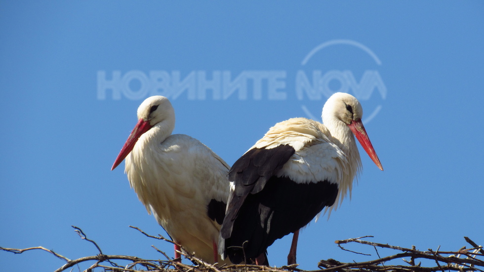 Пролетна любов