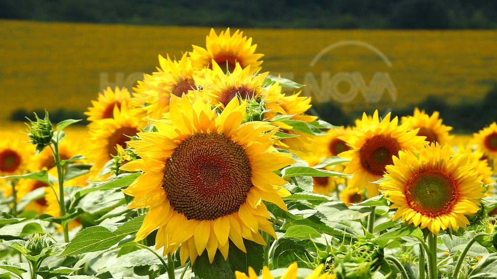 Слънчеви усмивки!