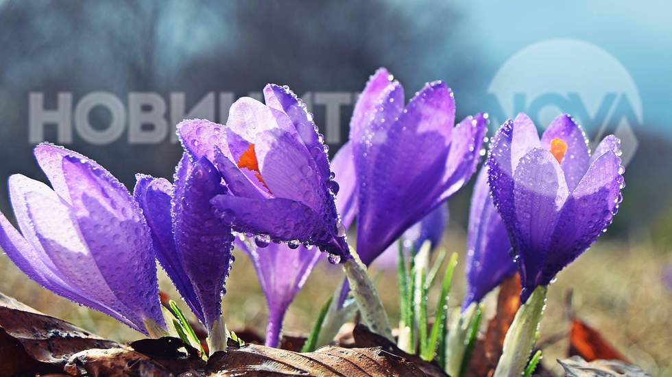 Да украсим утрото с красота