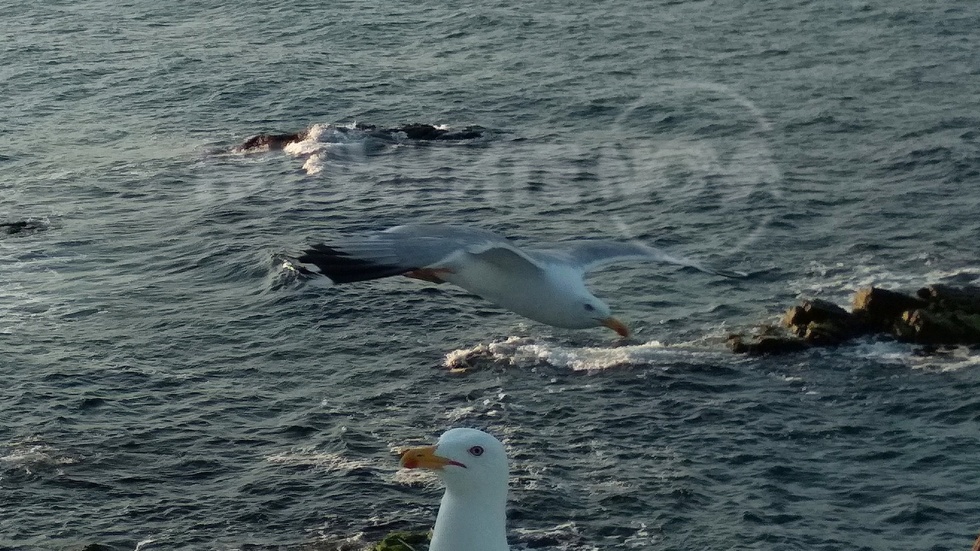Красив полет на гларус в Созопол