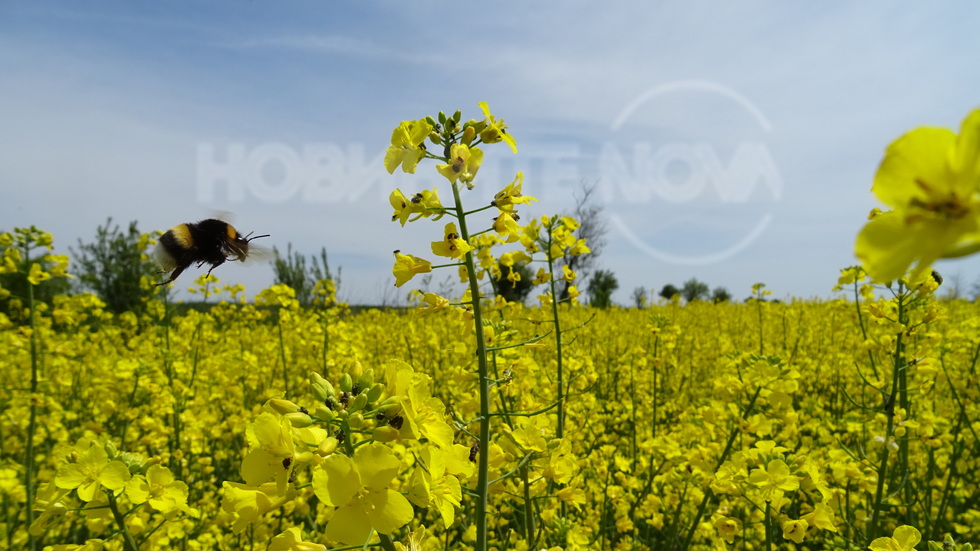 Пролетно ухание