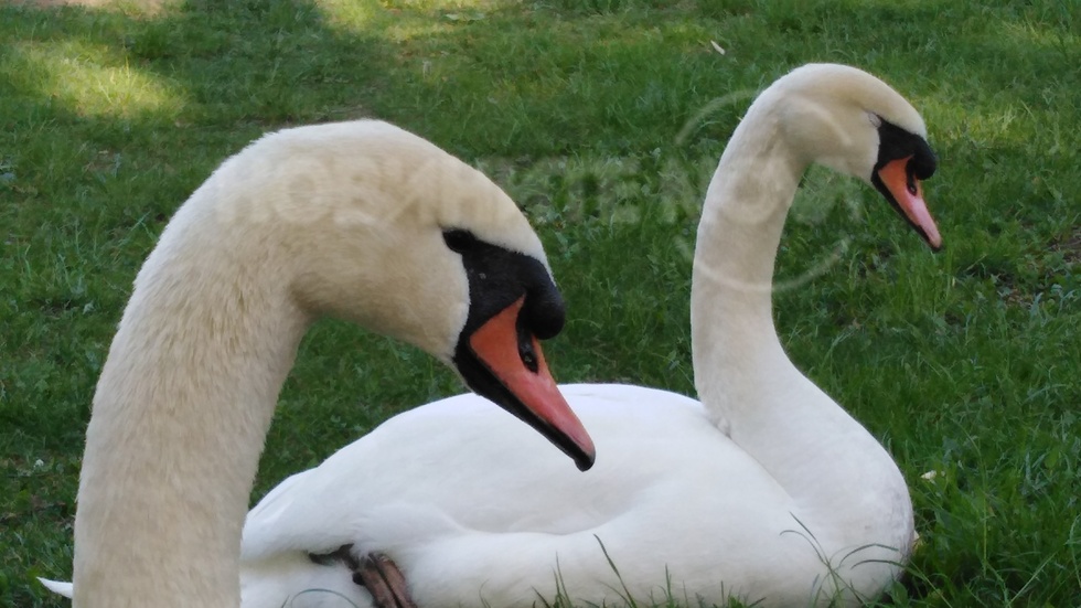 Красивите лебеди в парк "Бачиново"