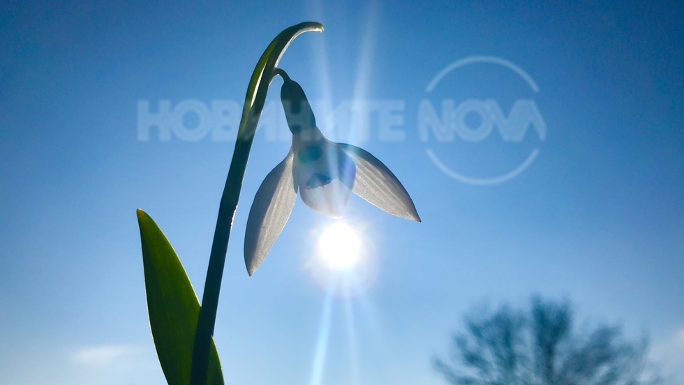 Слънчева радост