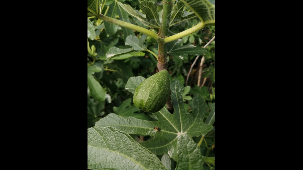 Плод без цвят!