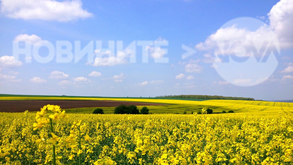 Слънчева рапица с нежен аромат