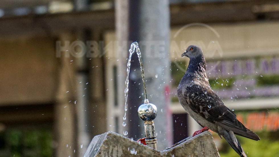Гълъби пият вода от градска чешмичка в Русе