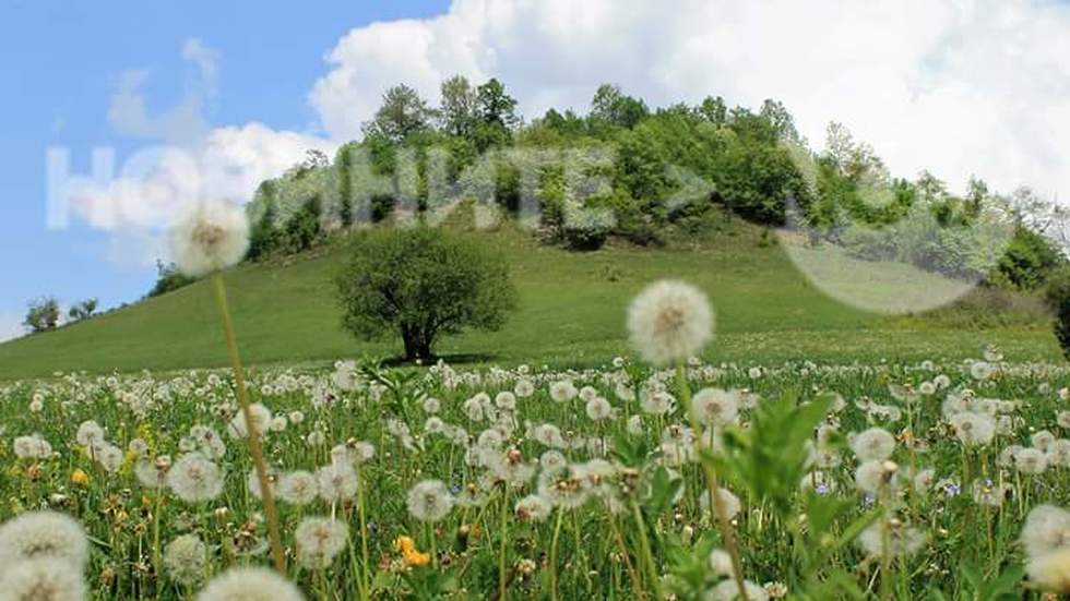 Море от глухарчета