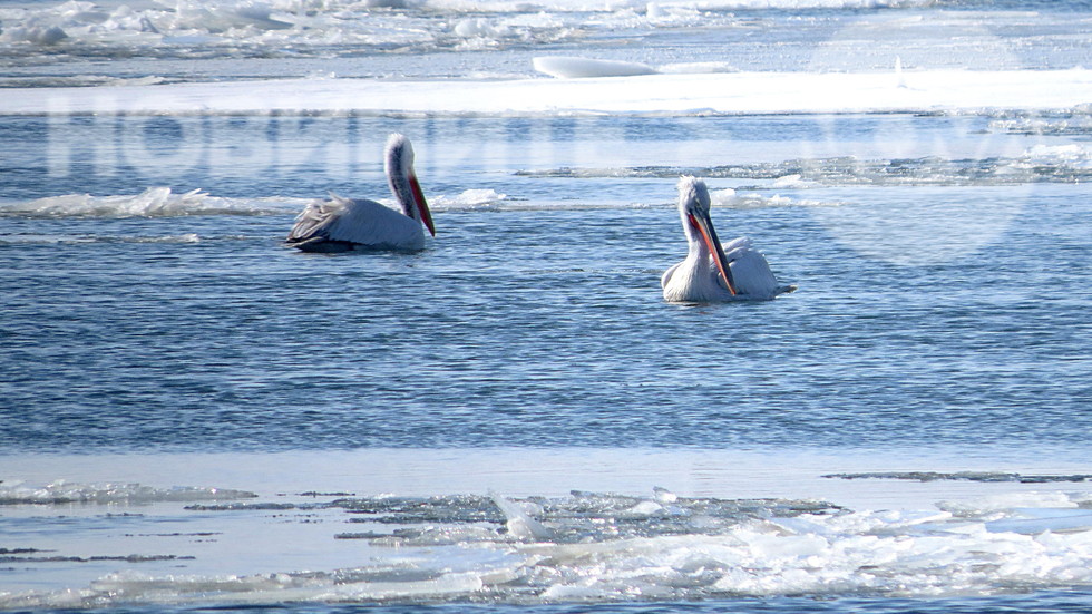 Пеликани на Дунав край Русе !