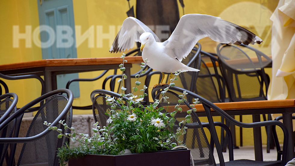 Притегателният аромат на цветята!