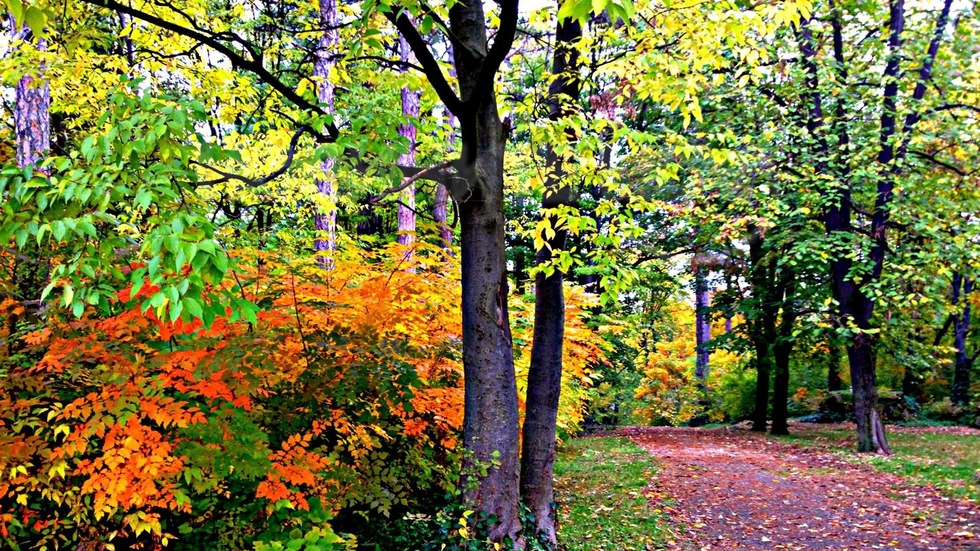Красотата на октомври в "Скобелев парк"