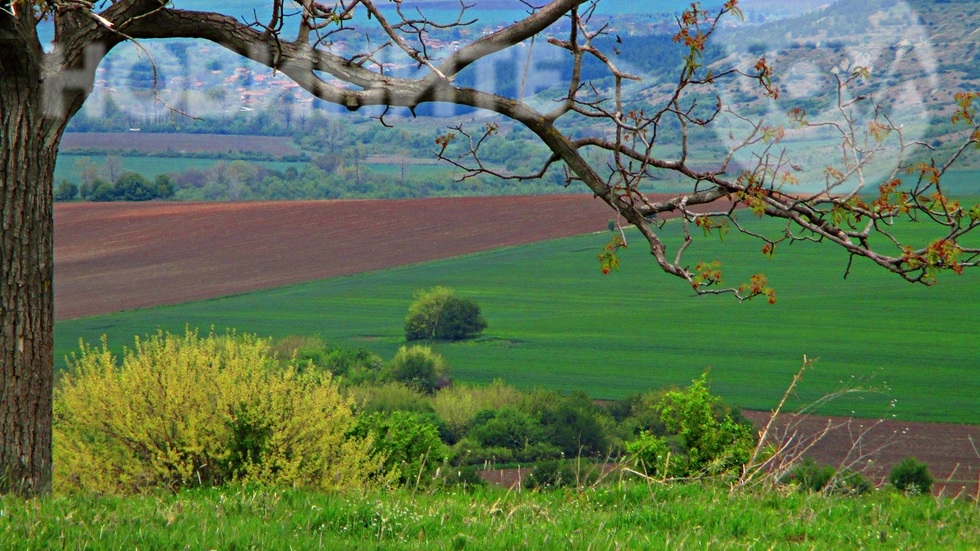 Край ореха