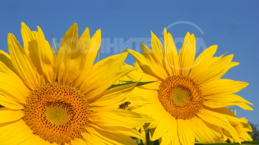 Слънчогледи!