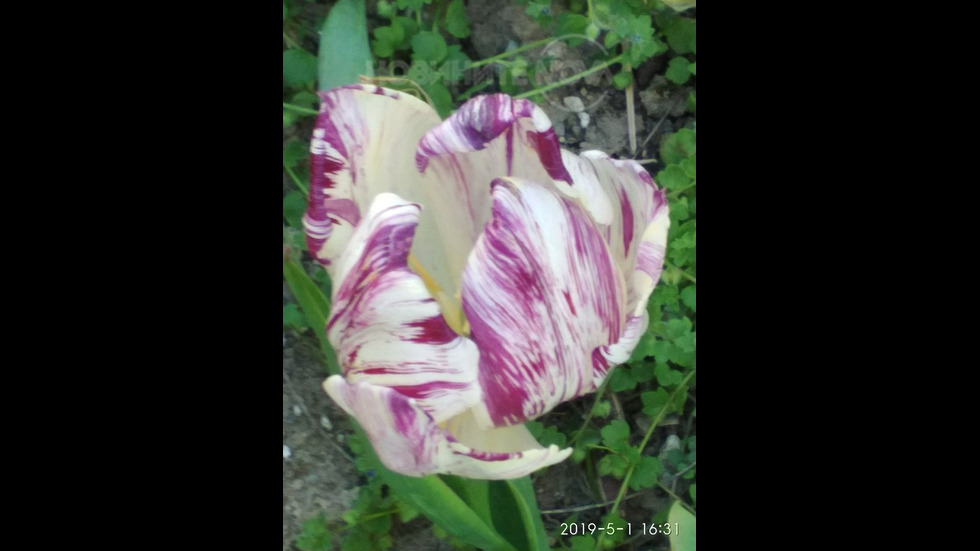 Честит 1 май!