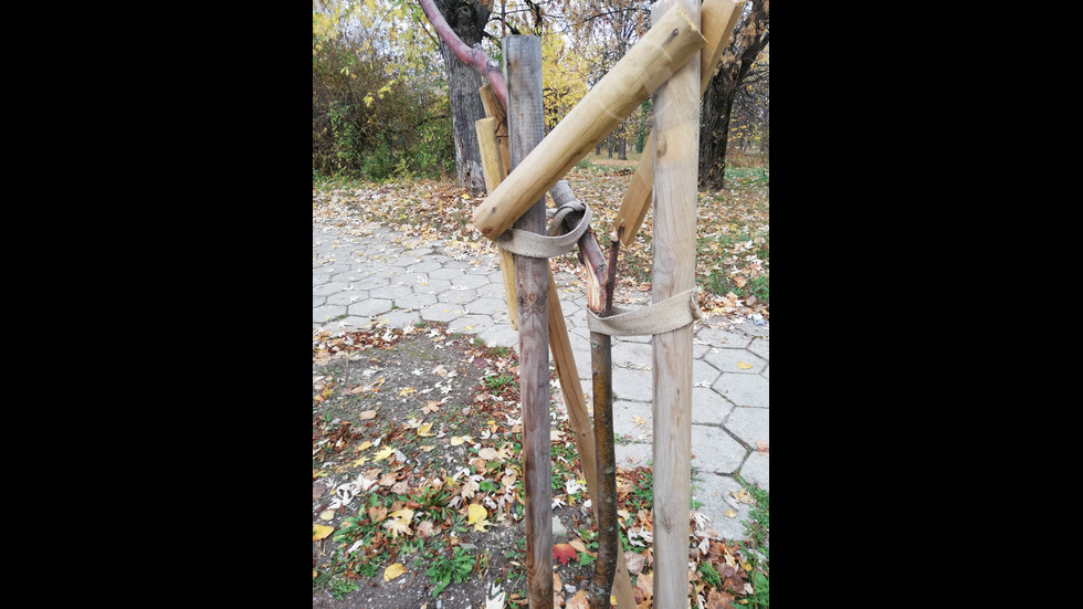 Счупени дръвчета