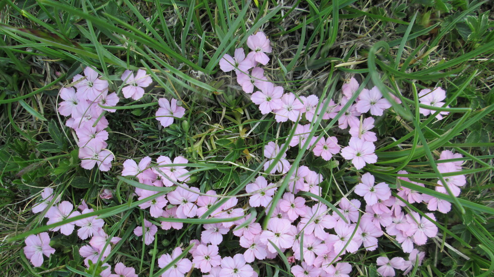 Красотата на Белмекен