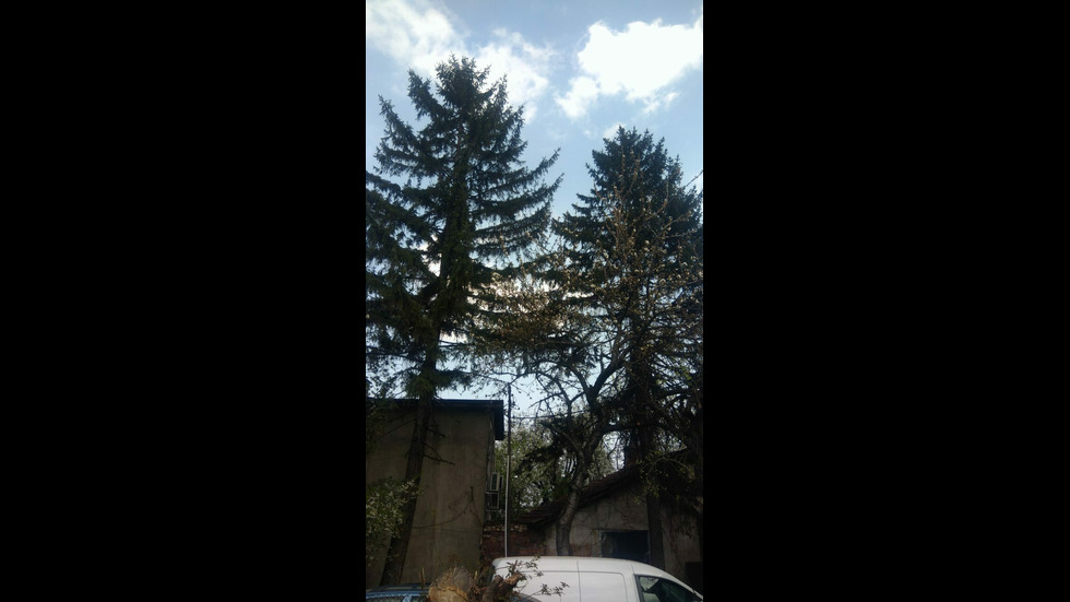 Сеч на дървета в София