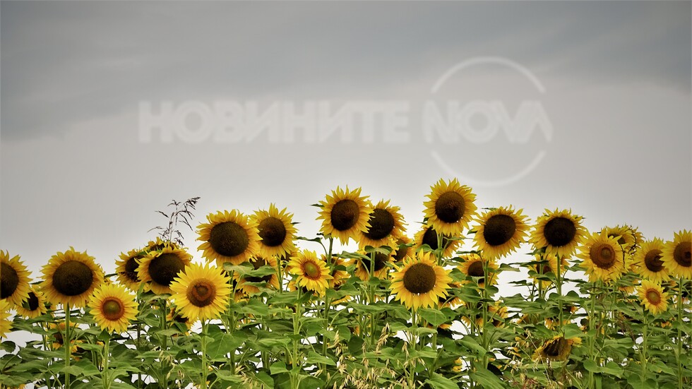 Усмихнати слънчогледи!