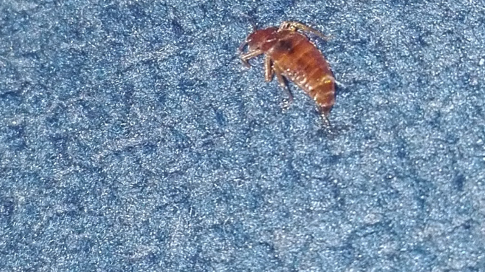 Дървеници в железниците