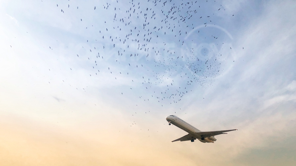 Опасност от удър с щъркели при кацане