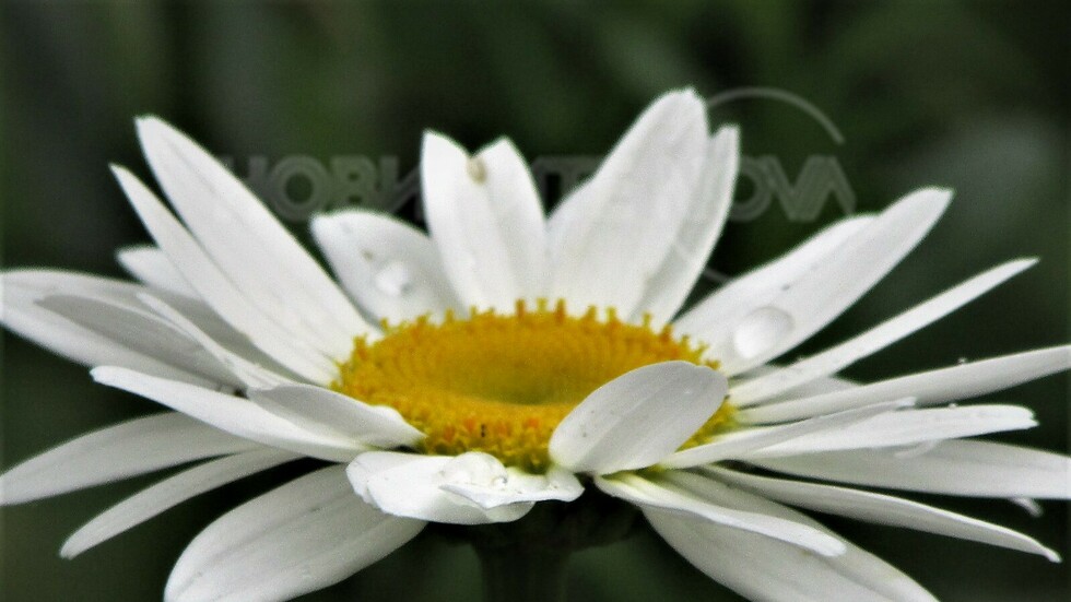 Усмихната нова седмица!